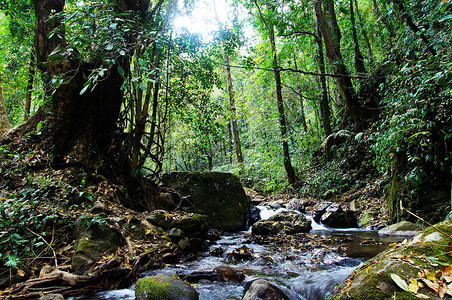森林热带雨林腾冲黑鱼河雨林景观背景