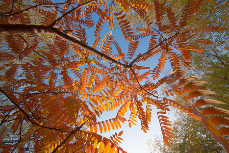 秋色红叶黄叶图片