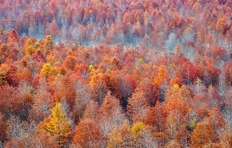 方塘红树林安徽秋天高清图片