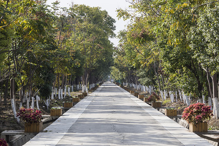 步道跑步树森里的健康步道背景