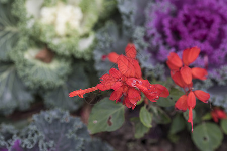 一串红红天竺葵高清图片