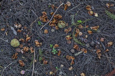 森林里落在地上的果实松叶图片