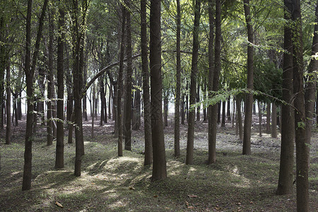 森林公园里参天大树图片