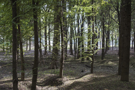 森林公园里参天大树背景图片