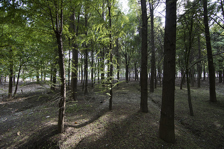 森林公园里参天大树背景图片