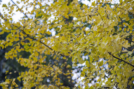深秋初冬的银杏树背景图片