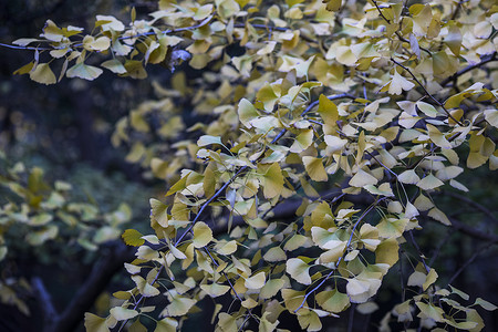 公园里的树叶背景图片