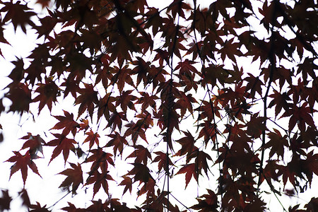 中国风的红枫树叶图片