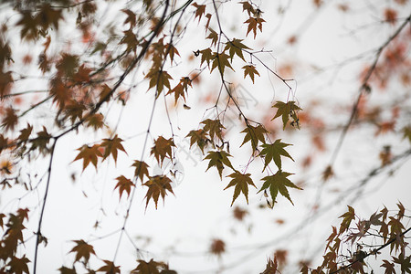 中国风的红枫树叶背景图片