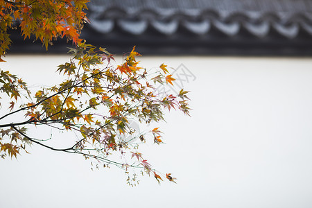 中国风的红枫树叶背景