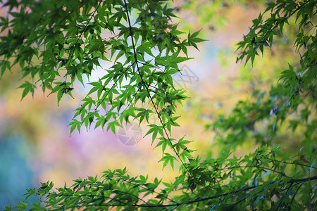 中国风的红枫树叶高清图片