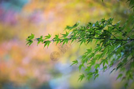 中国风的红枫树叶图片