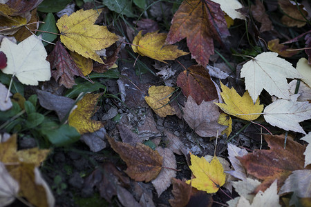 深秋公园里的落叶背景图片