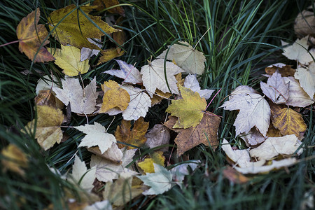 深秋公园里的落叶背景图片