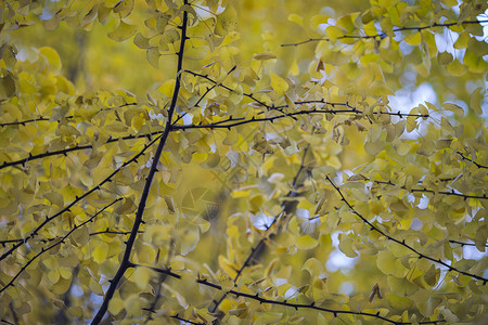 深秋初冬的银杏树背景图片