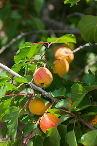杏树上结满了香甜的杏子高清图片
