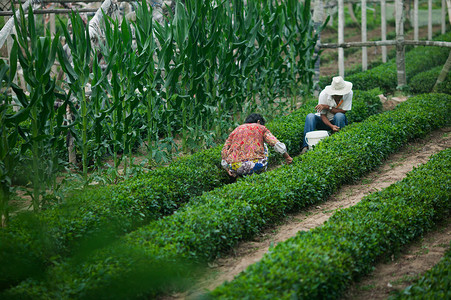 茶叶生产茶农在采茶背景