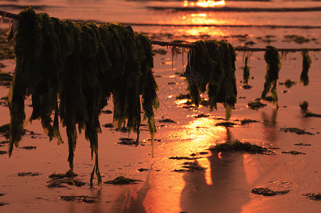 浒苔海带背景