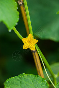 盛开的花背景图片