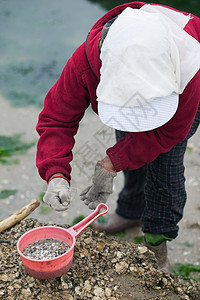 海边生蚝渔民在海边挖掘贝壳背景