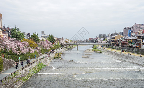 东京著名建筑日本东京樱花季背景