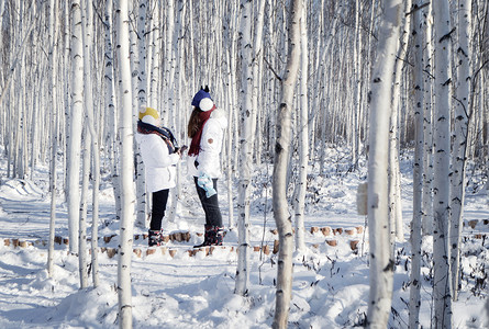 寒冷冬季的黑龙江白桦林图片