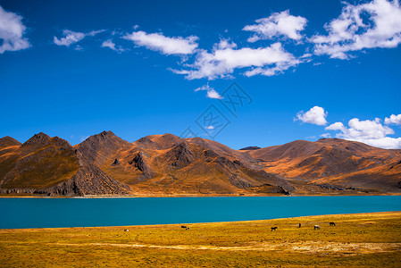 高山湖水西藏羊卓雍错背景