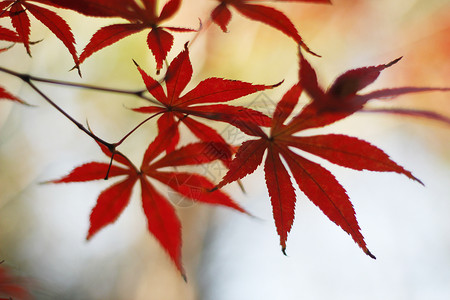 秋日红枫树叶背景图片
