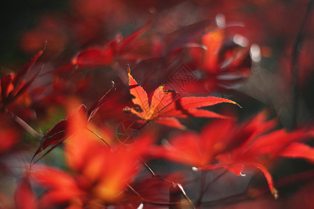 漂亮红色树叶冬季红枫树叶背景