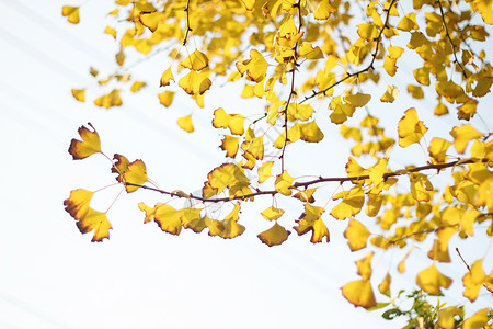 秋日黄色银杏背景图片