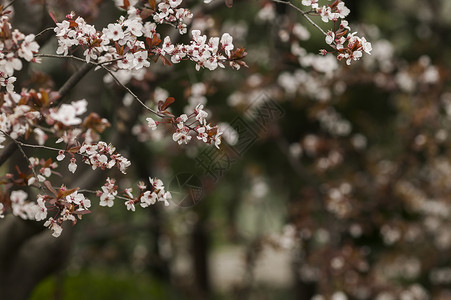 白色小花背景图片