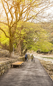 自行车阳光森林岚山森林小道背景