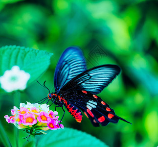 春天百花丛中飞舞的蝴蝶背景图片