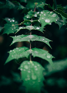 寒露简约绿色树叶上的露水背景