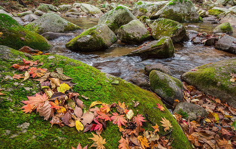 苔藓河山谷溪水与红叶背景