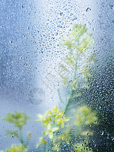 露珠与油菜花背景图片