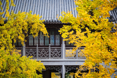 南京秋景银杏下的南京毗卢寺背景