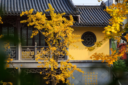 蓝天和黄色银杏南京毗卢寺背景