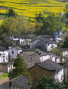 春季皖南古村落与油菜花田背景图片