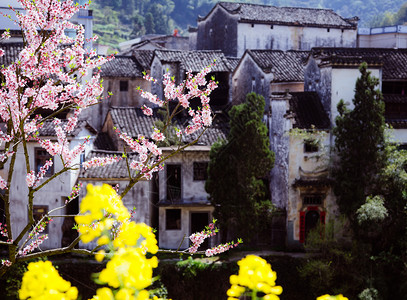 小石潭记春季江南古村落与盛开的油菜花背景