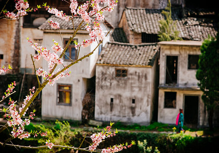 棣花古镇春天盛开的桃花与古民居背景