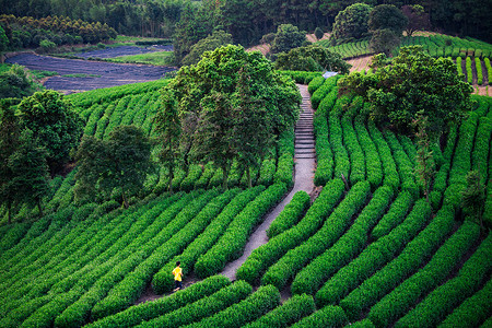 茶叶生产茶园背景