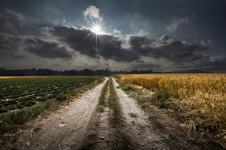 麦收季节生态旅游乡间路高清图片