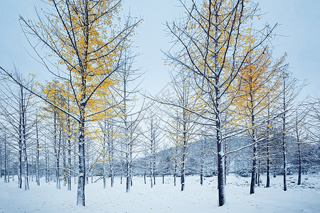 杏林雪中银杏树背景