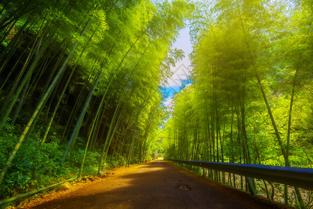 竹子和路素材竹林深深背景