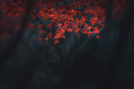 秋天枫叶情黑暗壁纸高清图片