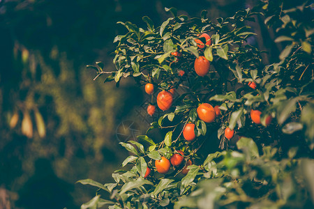 红色野果秋天的果实背景