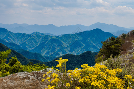 森林风剪纸边框自然风背景