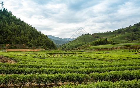 武夷山茶叶武夷山风光背景