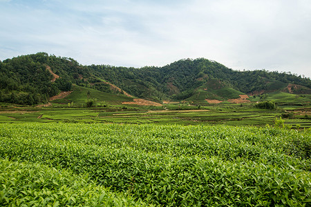 武夷山茶叶武夷山风光背景